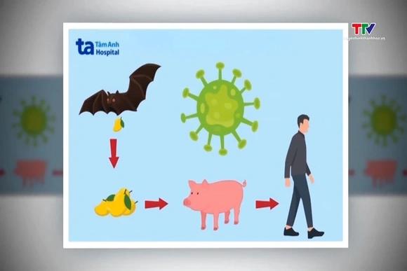Ban hành hướng dẫn chẩn đoán, điều trị bệnh do virus Nipah