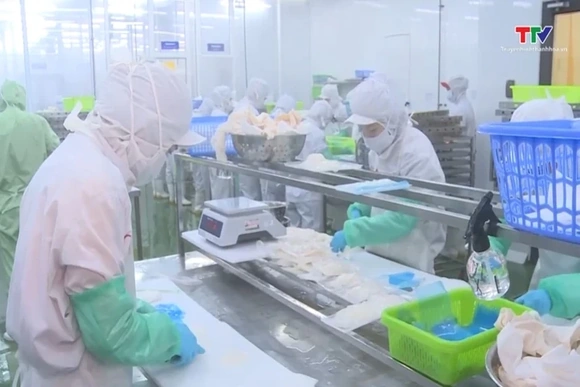 Không thu mua sản phẩm vi phạm IUU xuất khẩu sang thị trường EU