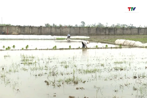 Thanh Hóa phê duyệt vùng quy hoạch hơn 24.000 ha trồng lúa năng suất, chất lượng cao