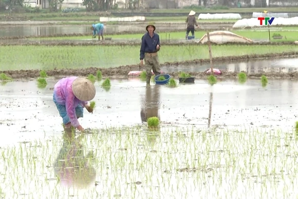Thanh Hóa quy hoạch hơn 24.000 ha trồng lúa năng suất, chất lượng cao