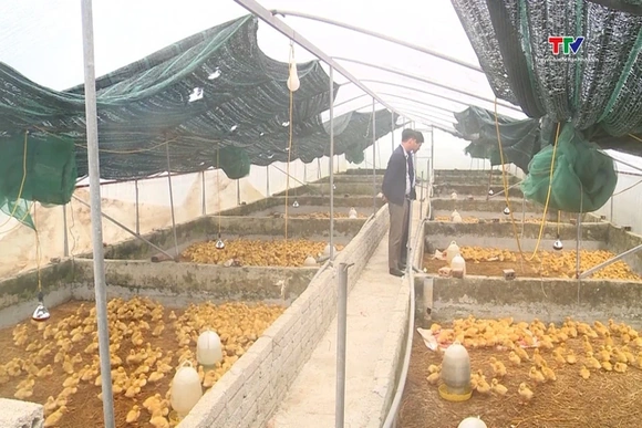 Xã An Nông phát triển chăn nuôi theo nhu cầu thị trường