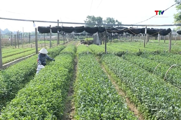 Đề xuất nâng mức hỗ trợ phí bảo hiểm nông nghiệp