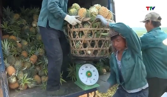 Phát triển vùng sản xuất cây trồng phục vụ chế biến