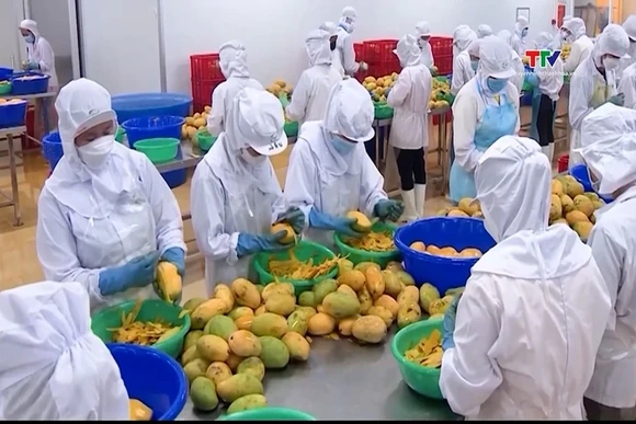 Xuất khẩu rau quả sang Trung Đông đối mặt nguy cơ chậm đơn hàng
