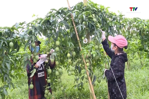 Phát triển vùng sản xuất cây trồng phục vụ chế biến