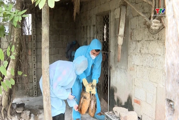 Tái đàn chăn nuôi sau Tết: Thận trọng để phát triển bền vững