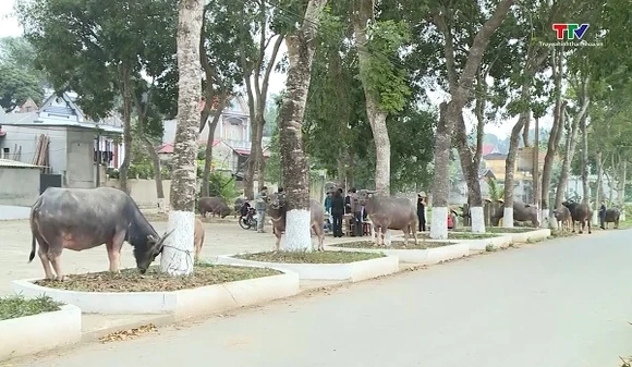 Bảo đảm 100% gia súc, gia cầm thuộc diện tiêm được tiêm phòng