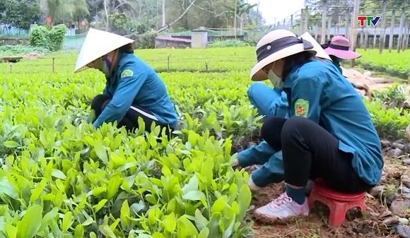 Thanh Hóa phấn đấu trồng hơn 2 triệu cây xanh phân tán và 10.000 ha rừng tập trung
