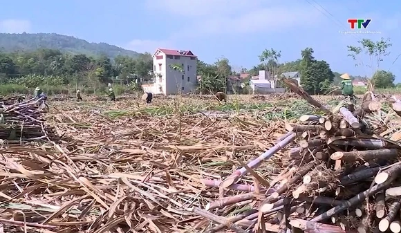 Thu hoạch hơn 70% diện tích mía nguyên liệu