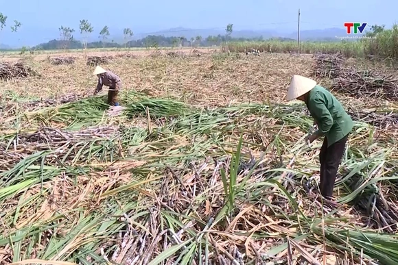 Thu hoạch hơn 70% diện tích mía nguyên liệu
