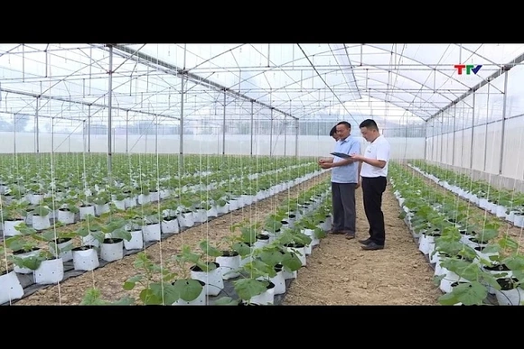 Hiệu quả của các hợp tác xã nông nghiệp ứng dụng công nghệ cao