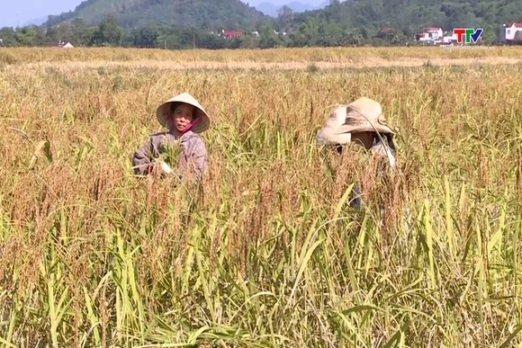 Mở rộng vùng sản xuất lúa nếp