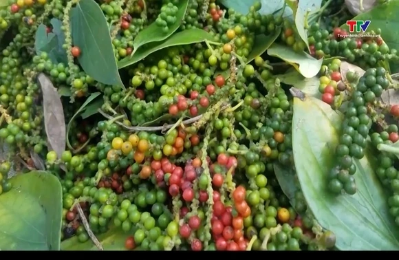 Giá tiêu đồng loạt giảm mạnh