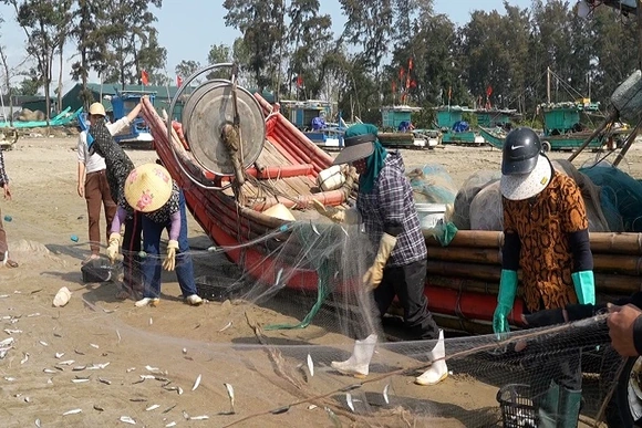 Mùa cá trích giữ nhịp sinh kế