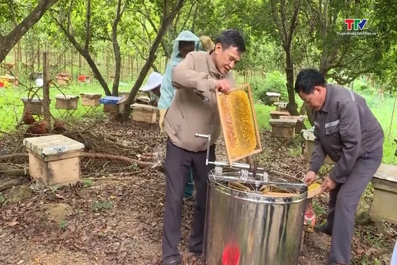 Nâng cao giá trị hàng hóa từ nghề nuôi ong lấy mật