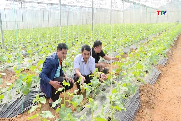 Kiên Thọ tích tụ ruộng đất phát triển nông nghiệp công nghệ cao