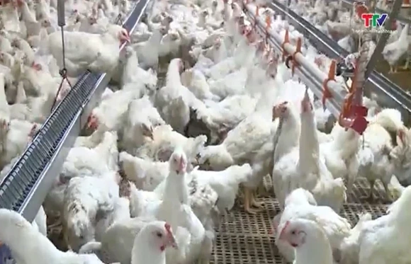 Thanh Hóa thu hút đầu tư, phát triển chăn nuôi gia cầm theo chuỗi giá trị