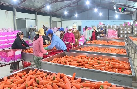 Tăng mạnh doanh nghiệp đầu tư vào nông nghiệp