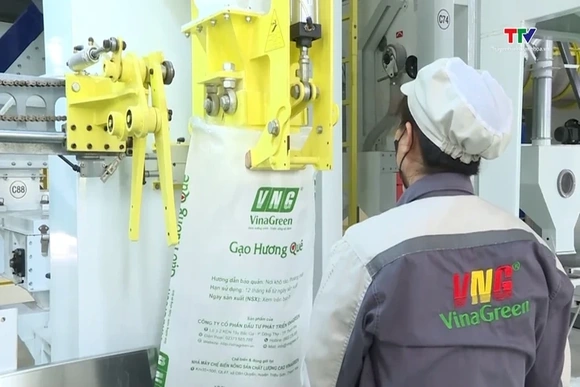 Giá gạo thế giới giảm sâu, doanh nghiệp xuất khẩu Việt Nam chủ động ứng phó