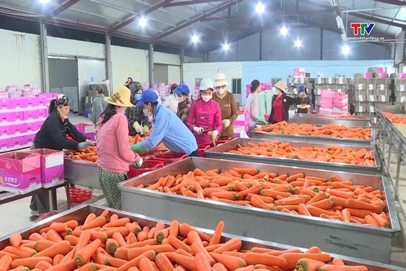 Tăng mạnh doanh nghiệp đầu tư vào nông nghiệp