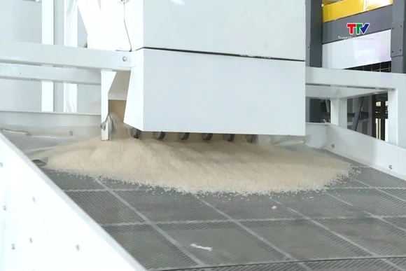 Giá gạo thế giới giảm sâu, doanh nghiệp xuất khẩu Việt Nam chủ động ứng phó