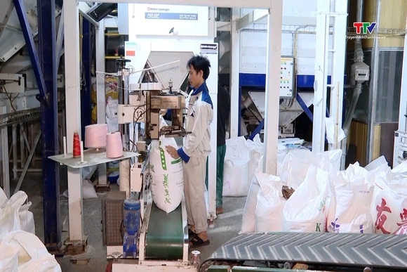 Tín hiệu tích cực cho xuất khẩu gạo sang thị trường Philippines