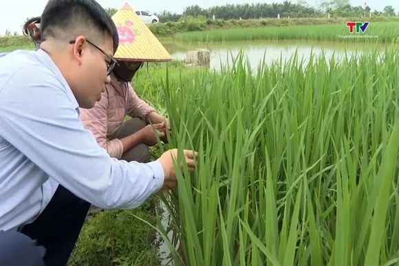 Thanh Hóa đẩy mạnh sản xuất nông nghiệp vụ Xuân 2026