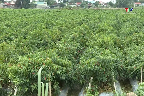 Quản lý mã số vùng trồng nâng cao giá trị nông sản