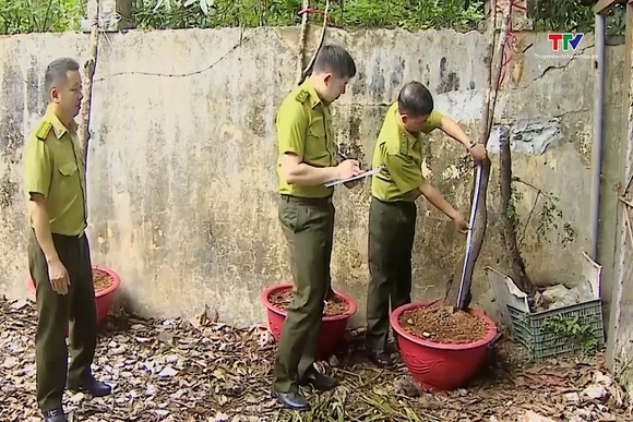 Chi cục Kiểm lâm Thanh Hóa kiểm tra, xử lý tịch thu hàng trăm cây muội hồng, xử phạt gần 150 triệu đ