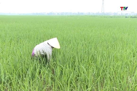 Sản xuất nông nghiệp duy trì ổn định đầu vụ Xuân