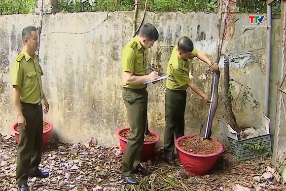 Siết chặt quản lý khai thác cây muội hồng từ rừng tự nhiên