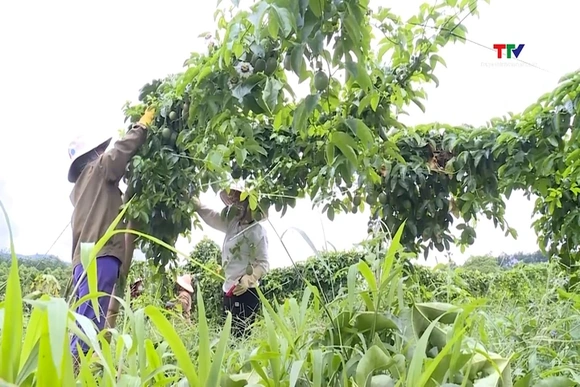 Ngành nông nghiệp thích ứng trước biến động thị trường
