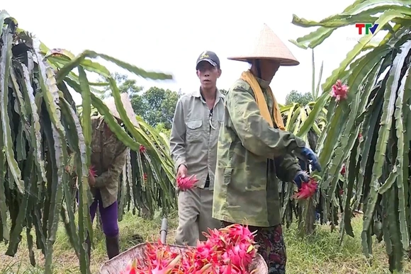 Thanh long xuất khẩu sang EU kiểm soát 30%