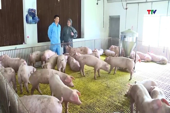 Giá lợn hơi tại miền Bắc và miền Trung chưa dứt đà giảm