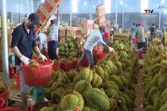 Giá sầu riêng phân hóa mạnh theo từng kho và chất lượng  hàng