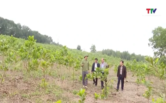 Thanh Hóa trồng hơn 8.000 ha rừng bằng cây nuôi cấy mô
