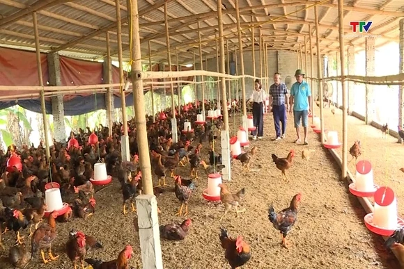 Bảo hiểm thay đổi tư duy sản xuất nông nghiệp