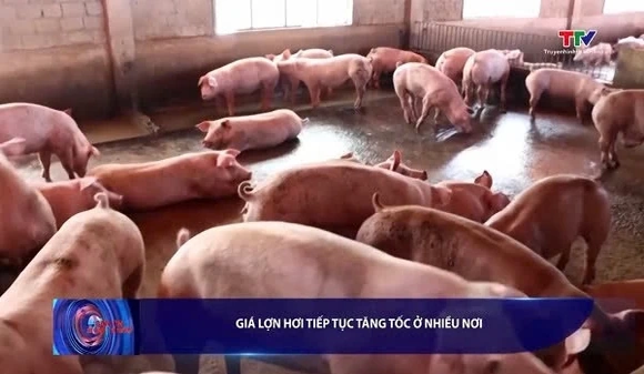 Giá lợn hơi tiếp tục tăng tốc ở nhiều nơi