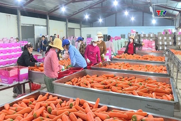 Hình thành chuỗi liên kết, nâng cao giá trị nông sản