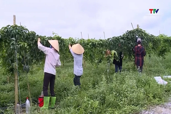 Thanh Hóa: Phát triển nông nghiệp quy mô lớn tại khu vực miền núi