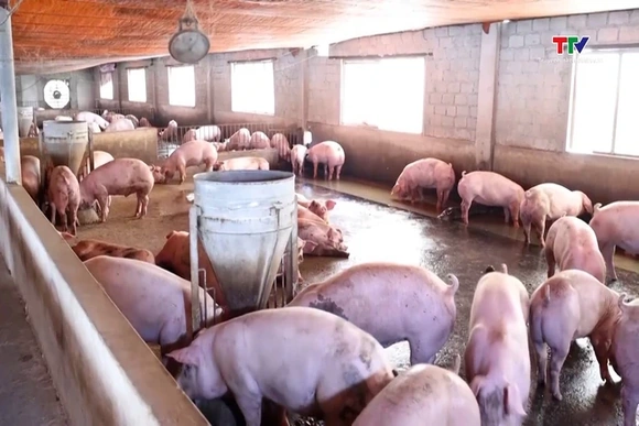 Giá lợn hơi tiếp tục tăng tốc ở nhiều nơi