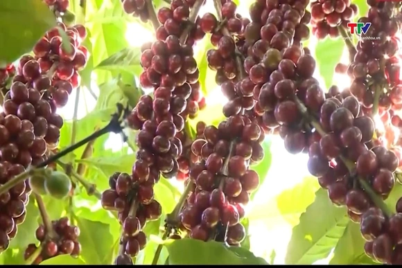 Giá cà phê tăng 900 đồng/kg