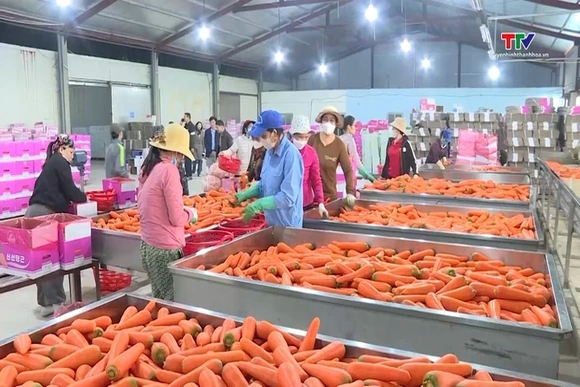 Hình thành chuỗi liên kết, nâng cao giá trị nông sản