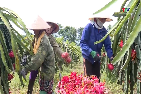 Sản xuất cây ăn quả theo tiêu chuẩn VietGap