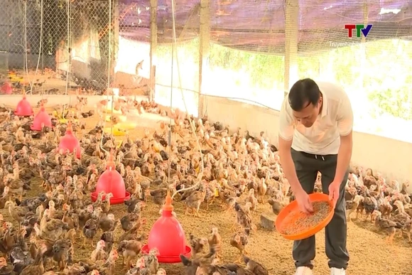 Chủ động  bảo vệ gia cầm mùa nắng nóng