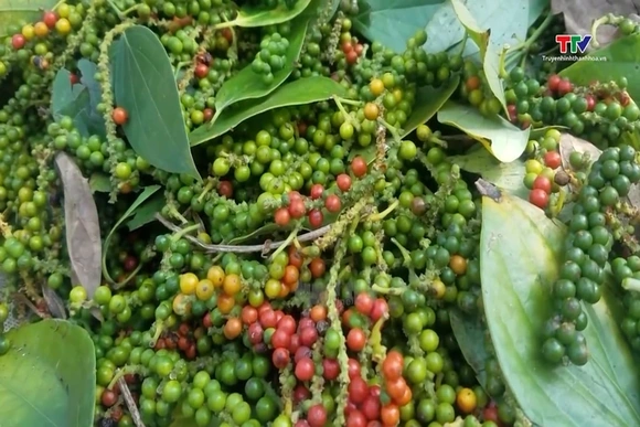 Giá tiêu điều chỉnh tăng, cà phê lao dốc