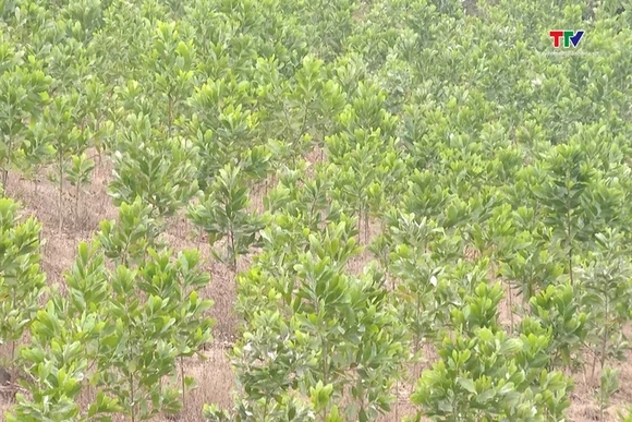 Thanh Hóa trồng hơn 8.000 ha rừng bằng cây nuôi cấy mô
