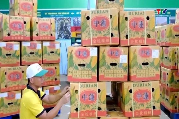 Xuất khẩu rau quả của Việt Nam sang Trung Quốc tăng mạnh