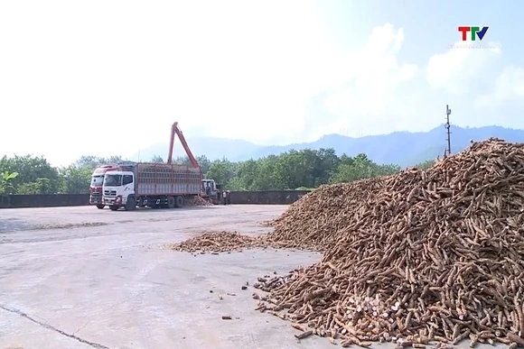 Nguồn cung giảm mạnh, giá sắn tăng gần gấp đôi cùng kỳ