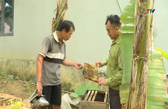 Hiệu quả từ mô hình nuôi ong mật tại xã Lương Sơn